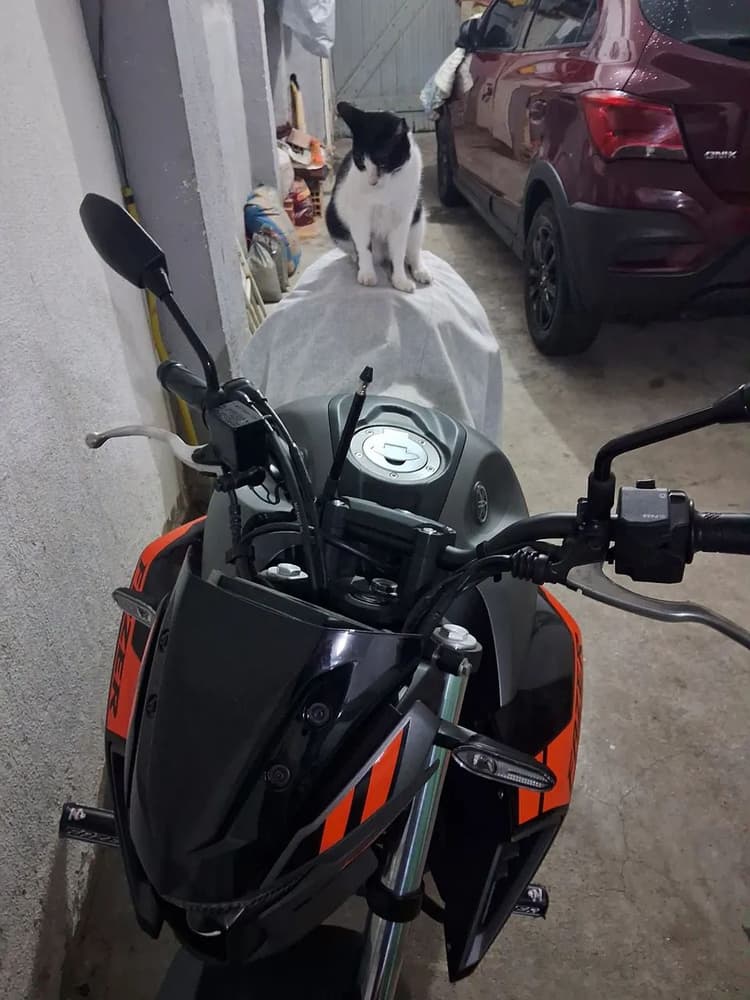 Cinza com laranja linda